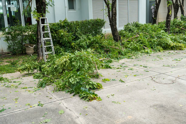 Best Palm Tree Trimming  in Princeton, MN